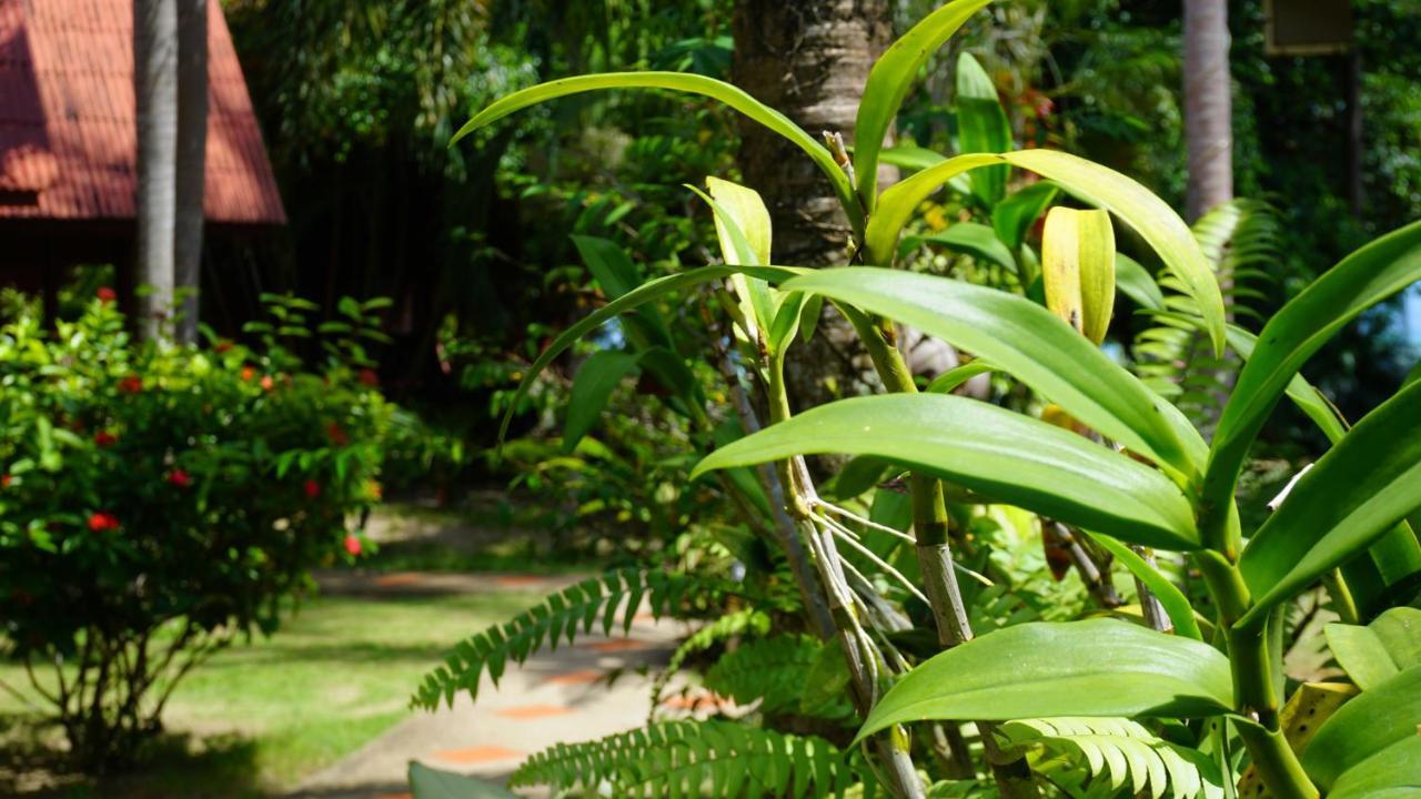 Morning Star Resort Baan Tai Exterior foto